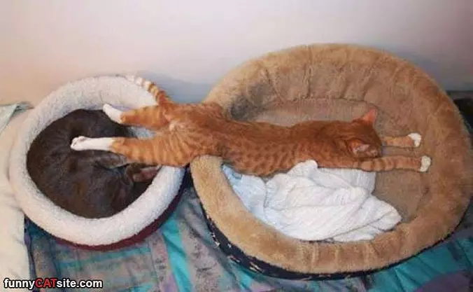 I Want Both