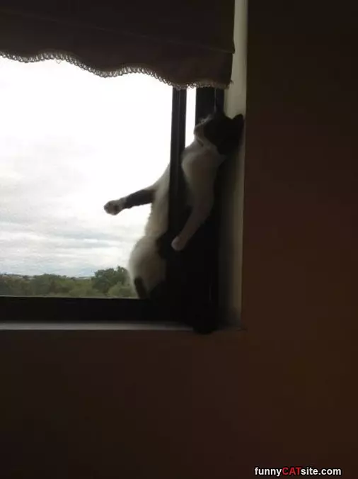 Let Me Get In Here