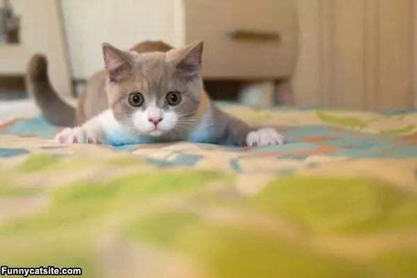 Ready To Attack