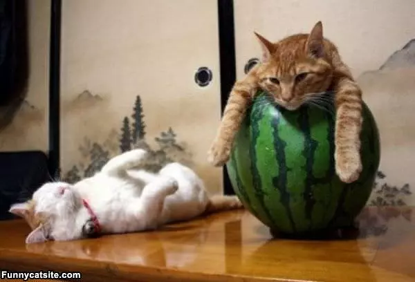 This Watermelon Is Great