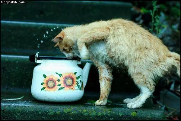 Water Splash