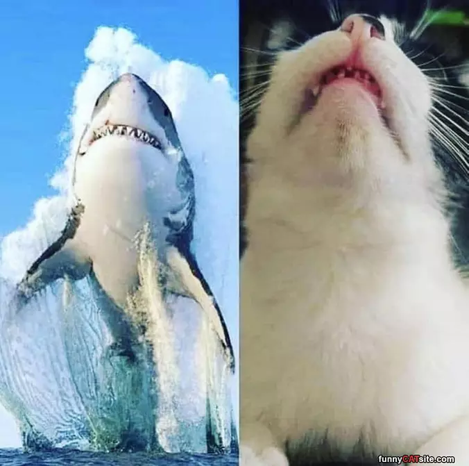 Shark Jump