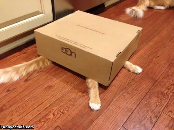 Nobody Can Find Me