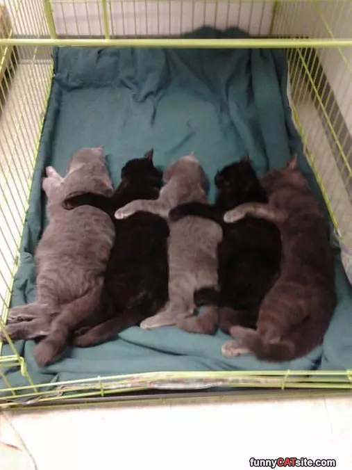 Cuddles