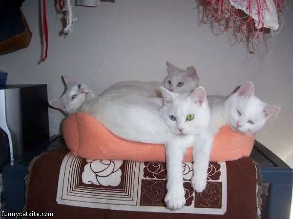 White Cats