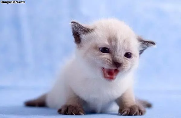 Rawrrrrr