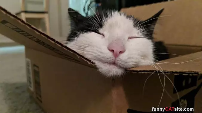 Sleeping In The Box