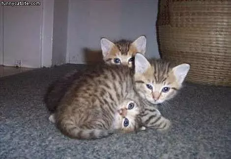 Curled Up