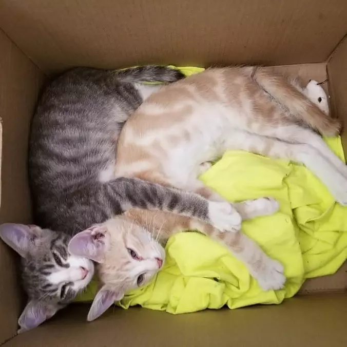 Cats Hugging It Out