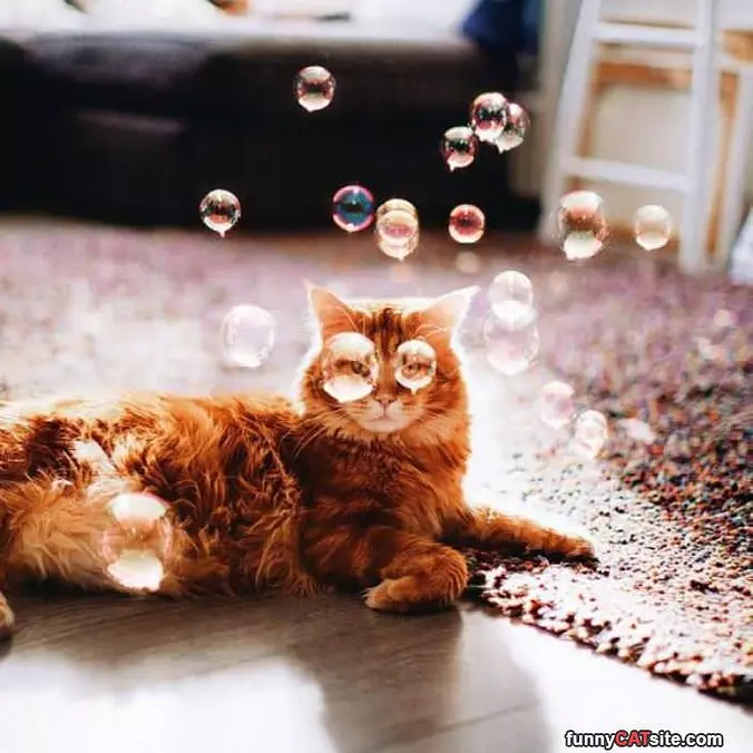 Bubbles