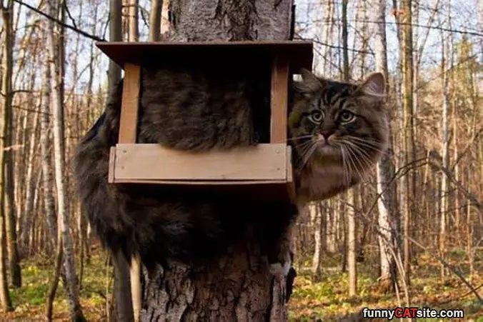 Im A Bird Now