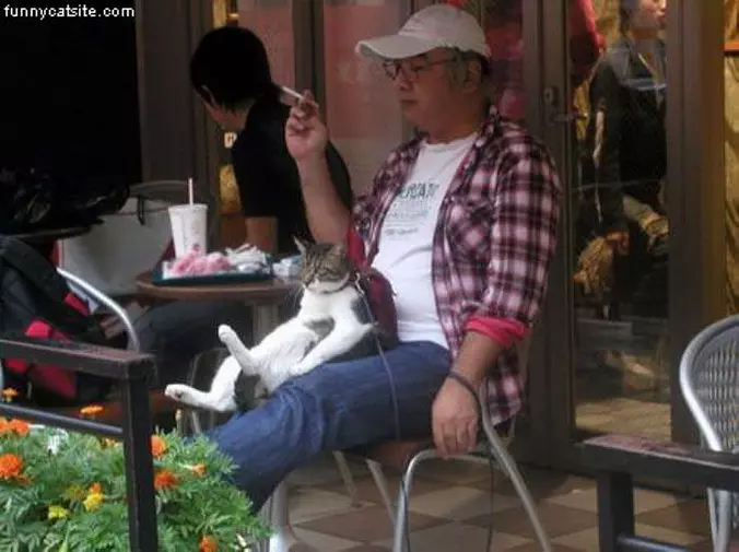 Pet Cat
