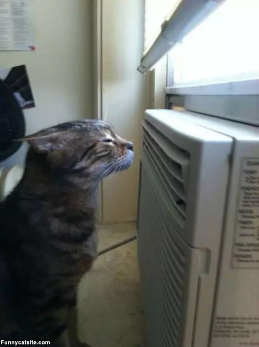 Ac In The Face