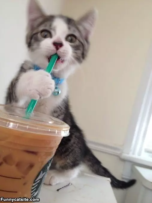 I Like This Coffee