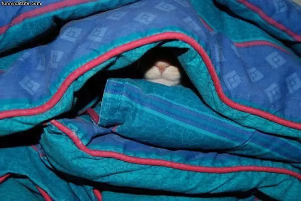 My Fort