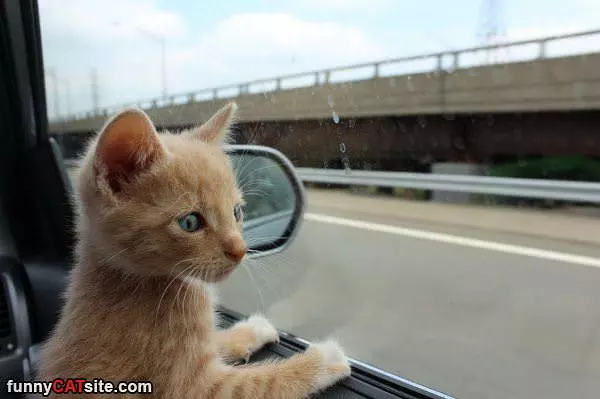 Looking Out Thw Window