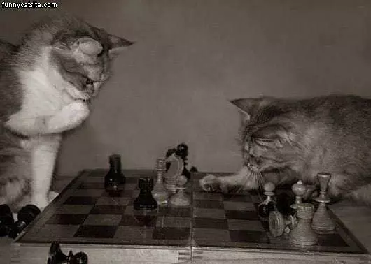 Cat Chess