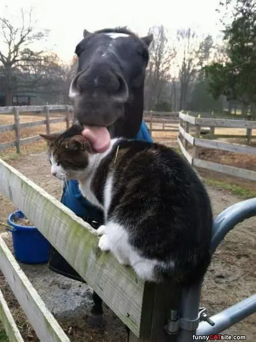 A Horse Kiss