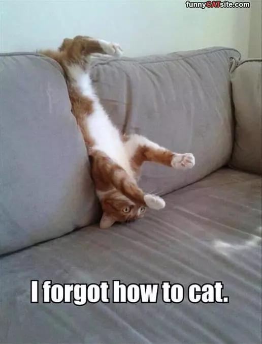 Forgot How