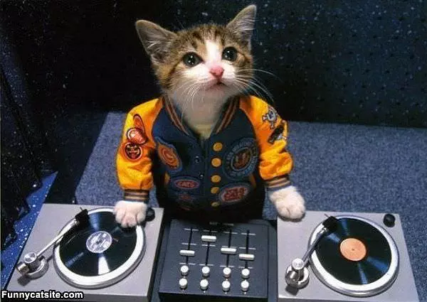 The Dj Cat
