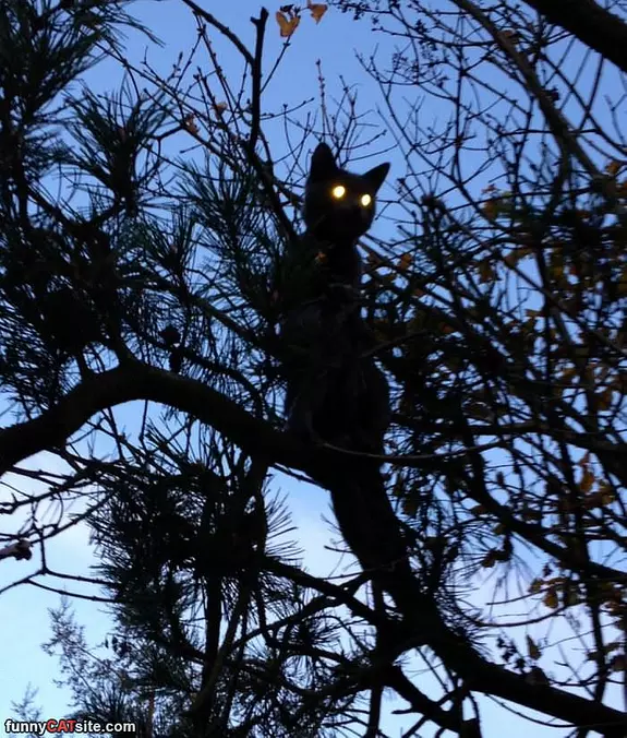 Climbed Up Here