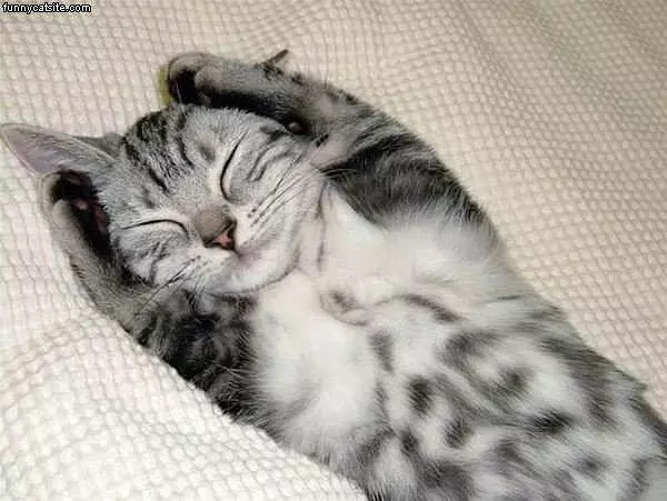 Kitten Covers Ears