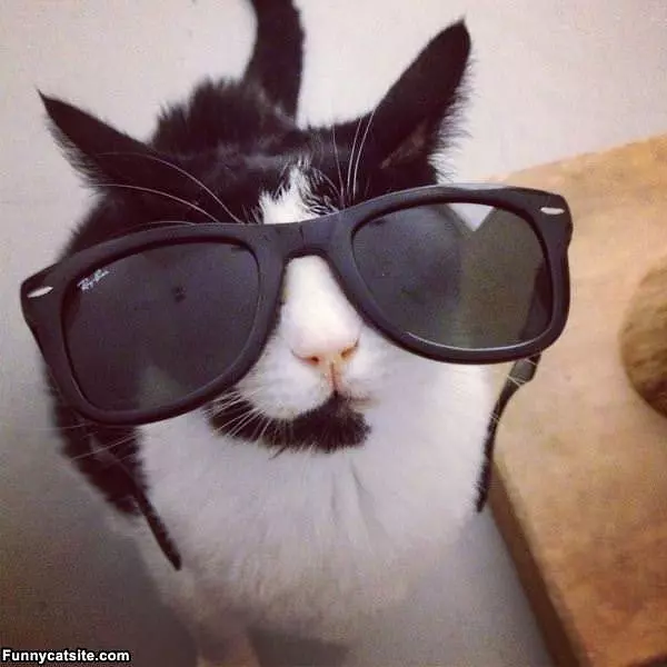 My Sun Glasses