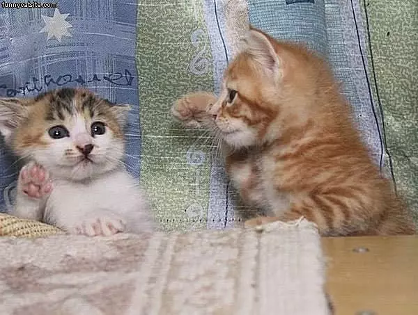 Cute Kittens