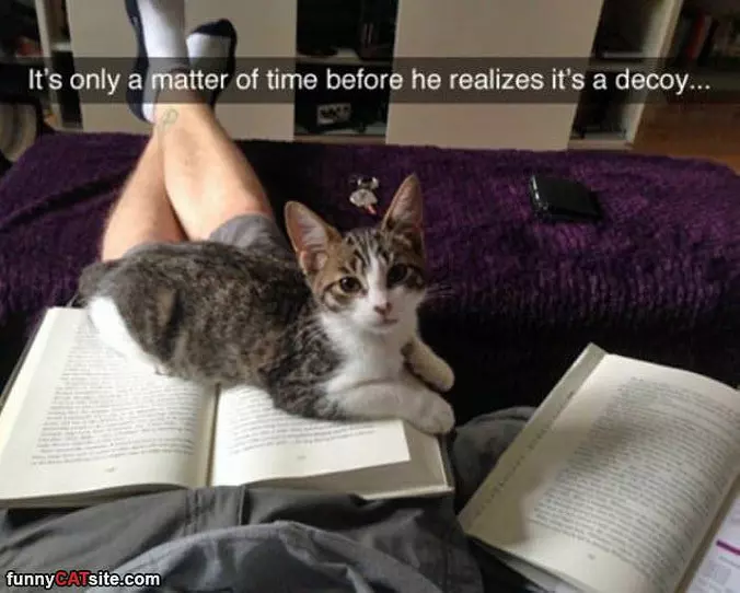 This Book Is A Decoy