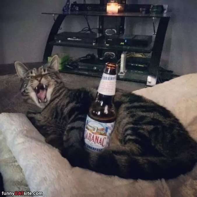 I Want A Beer