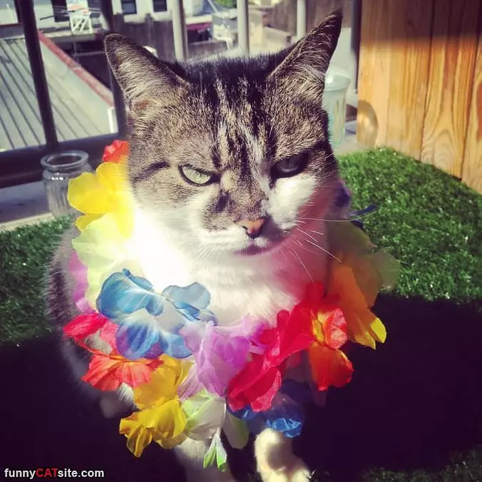 I Am A Fun Cat