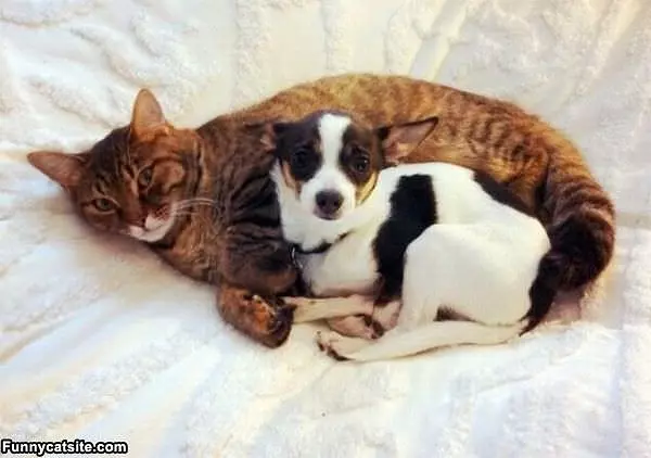 Cat Staying Warm
