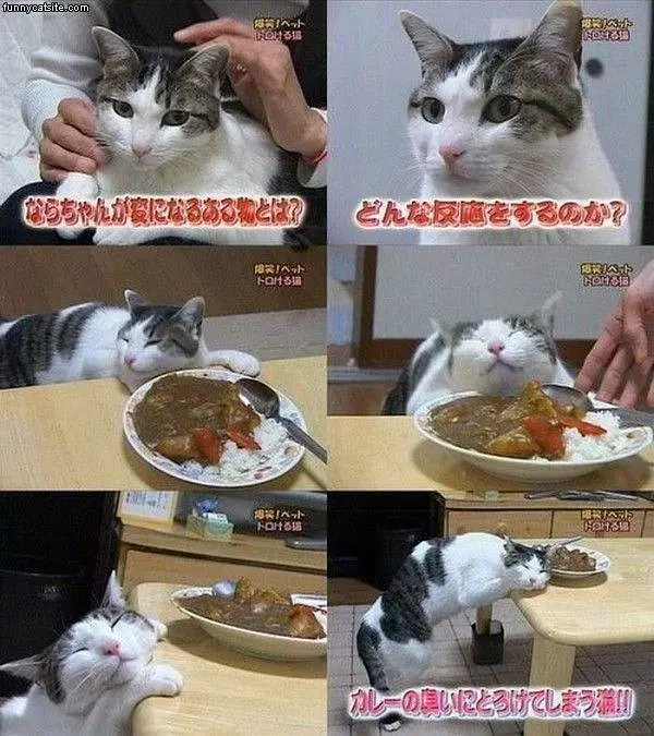 I Looove This Food