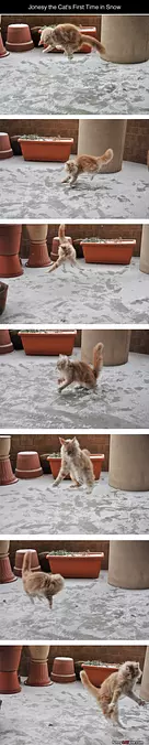 Cats First Time In Snow