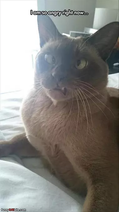 So Angry At You Right Now