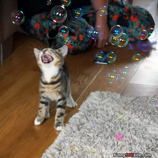 I Got All The Bubbles