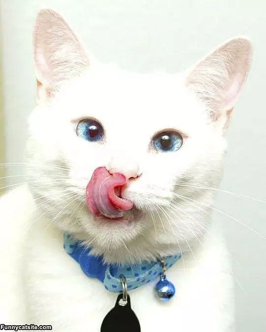Looks Delicious