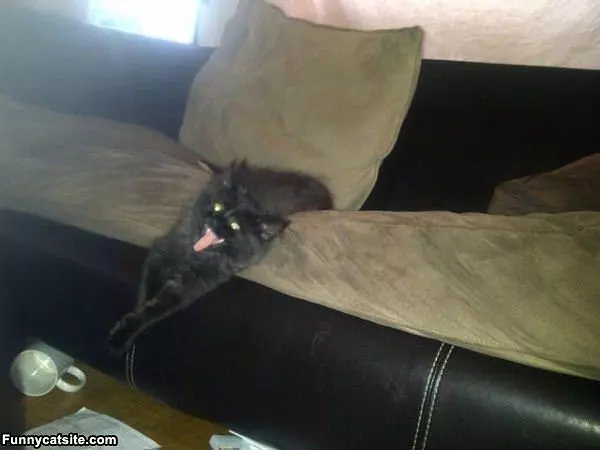 Rawrrrr Cat