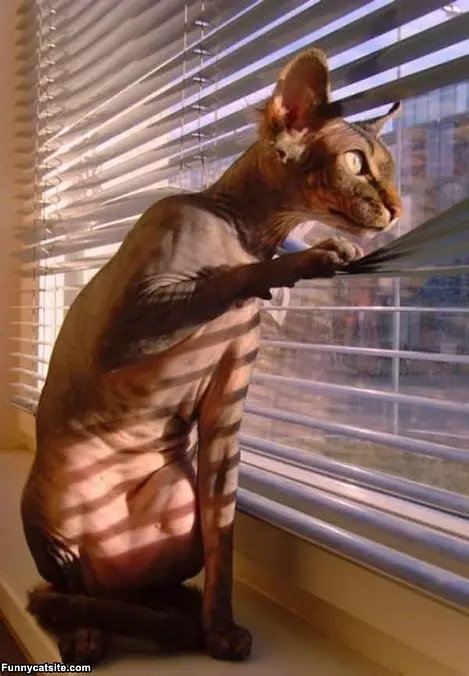 Looking Out The Window
