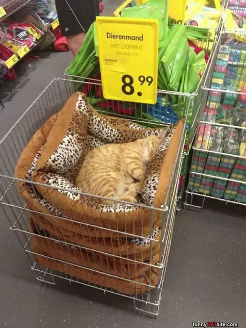 Testing This Bed