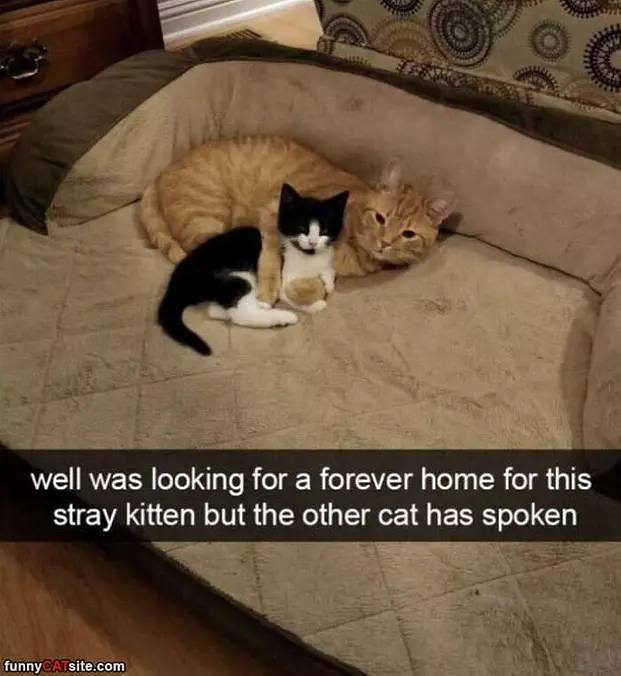 The Other Cat Has Spoken
