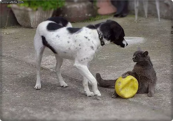 This Is My Ball