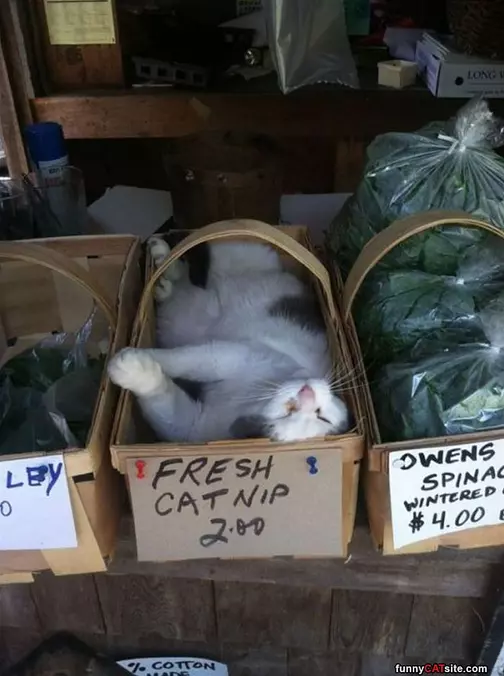 Fresh Nip