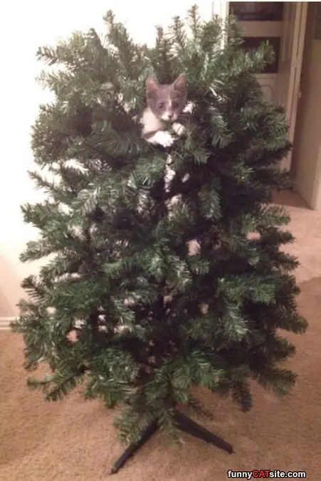 I Am King Of The Castle