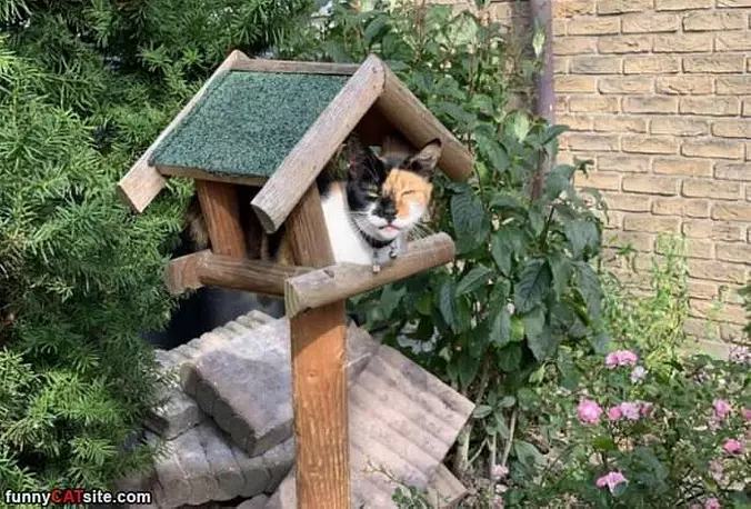 I Am A Bird Now