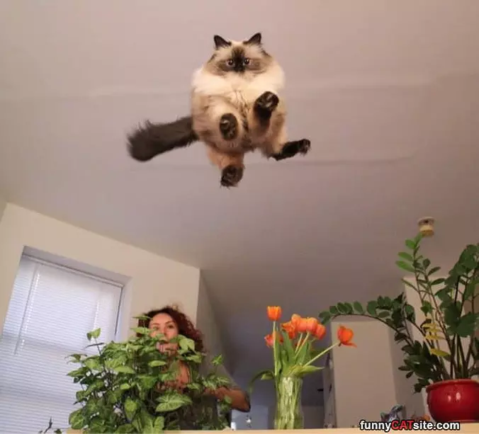 Jumping For Big Joy