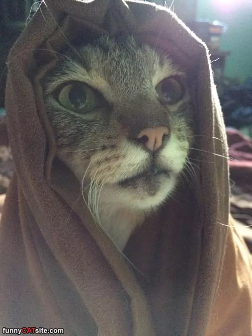 Jedi Cat