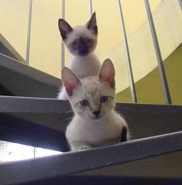 Double Cat