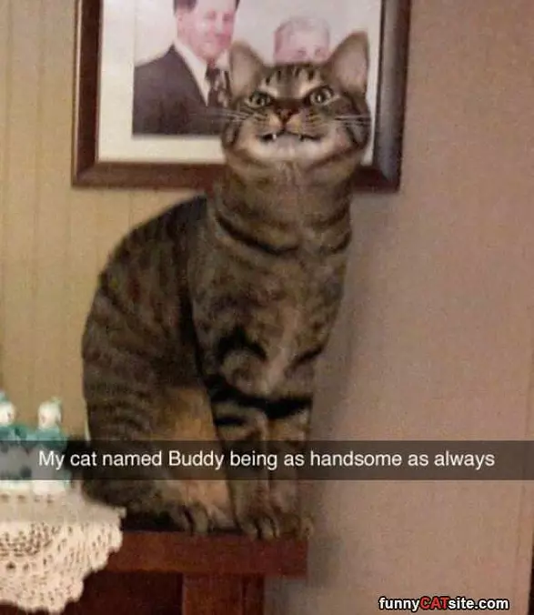 Handsome Cat