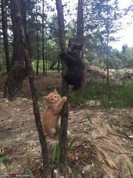 Koala Cat